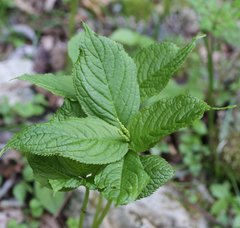 Chloranthus serratus