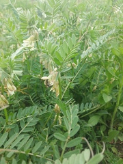 Vicia ciliatula