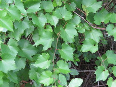 Vitis monticola