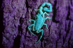 Uroplectes otjimbinguensis