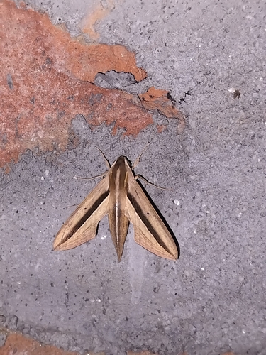Brown-Banded Hunter Hawkmoth