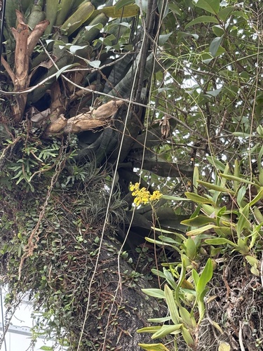 Gomesa flexuosa, 2026-07-31