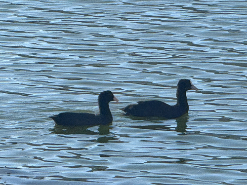 Eurasian Coot
