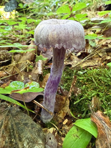 Amethyst Deceiver