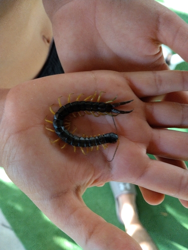 Mediterranean Banded Centipede