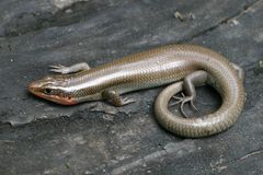 Plestiodon tetragrammus