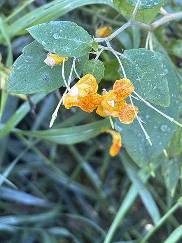 common jewelweed