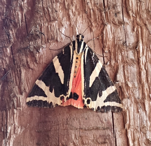 Jersey Tiger