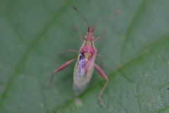 Harmostes reflexulus