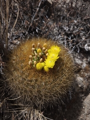 None (Oroya borchersii)