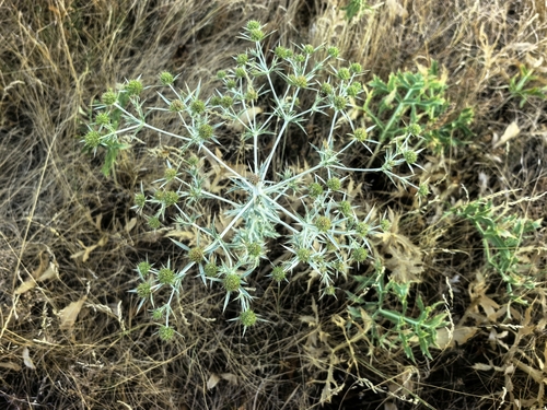 Field Eryngo