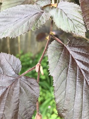 Corylus maxima