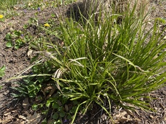 Carex comosa