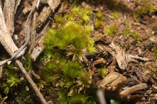Rosulabryum torquescens, 2026-08-07