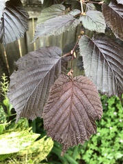 Corylus maxima