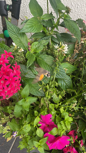 Eurasian Hummingbird Hawkmoth