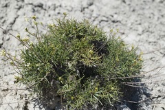 Lepidium turczaninowii