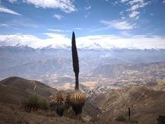 Puya raimondii, photograph author not stated, no rights reserved