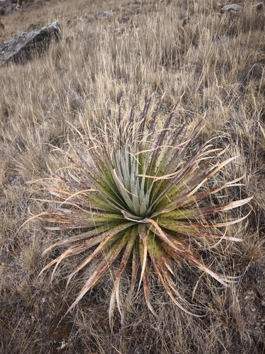 Puya raimondii, photograph 3