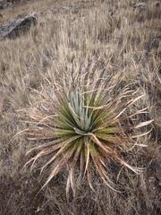 Puya raimondii, photograph author not stated, no rights reserved