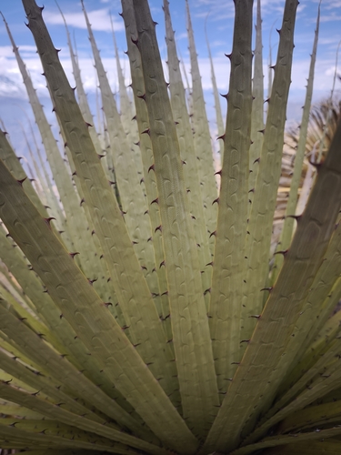 Puya raimondii, photograph 4