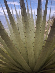 Puya raimondii, photograph author not stated, no rights reserved