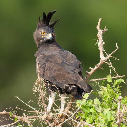 Long-crested Eagle