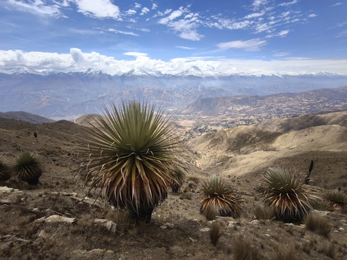 Puya raimondii, photograph 6
