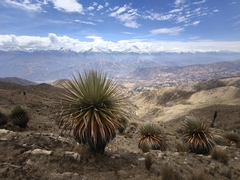Puya raimondii, photograph author not stated, no rights reserved