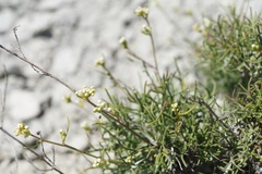 Lepidium turczaninowii