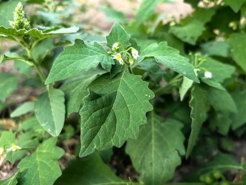 black nightshade