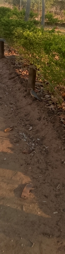 Kurrichane Thrush