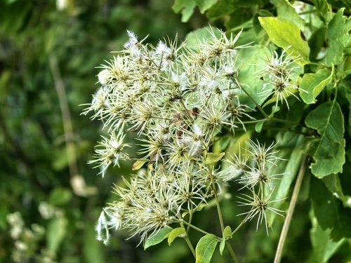 Old man's beard