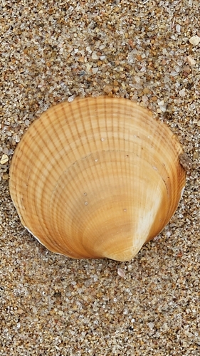 Septifer bilocularis observed 2026-08-31