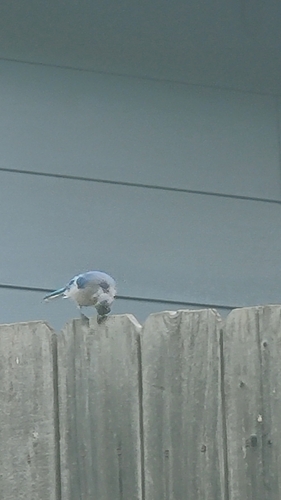 Blue Jay