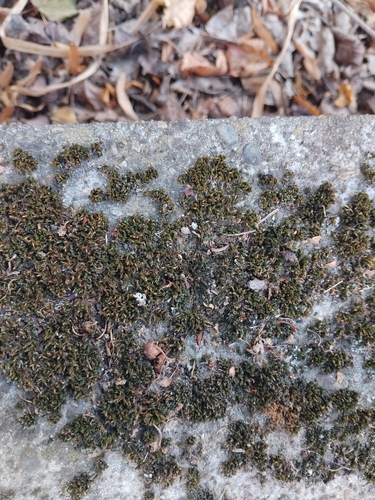 Orthotrichum diaphanum observed 2026-08-31