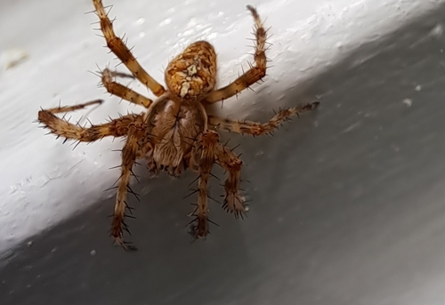 Cross Orbweaver