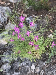 Zeltnera beyrichii