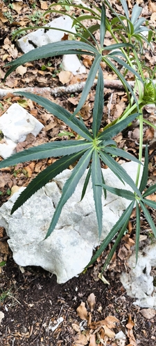 Stinking hellebore