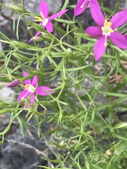 Zeltnera beyrichii
