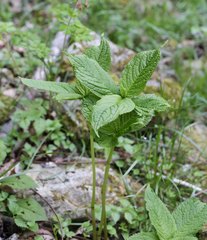 Chloranthus serratus