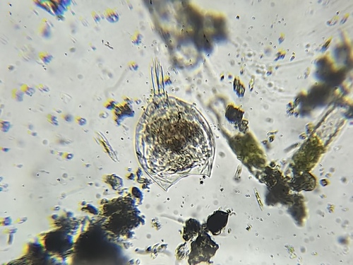 月形腔轮虫