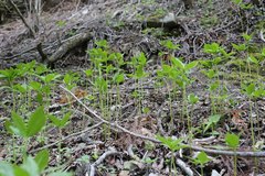 Chloranthus serratus