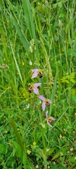 Ophrys apifera, photograph author not stated, no rights reserved