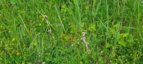 Ophrys apifera, photograph 4