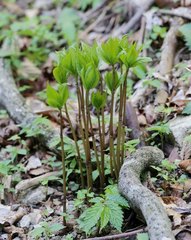 Chloranthus serratus