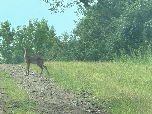 White-tailed Deer