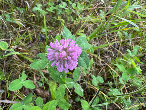 Red Clover
