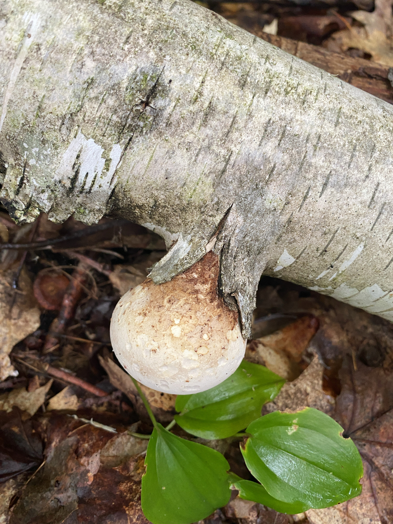 birch polypore · August 2026 · photo: Photo: (c) Abby Ciona, some rights reserved (CC BY) · iNaturalist
