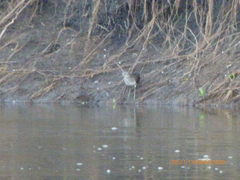 Tringa glareola